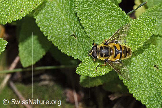 Foto: Totenkopfschwebfliege (Myathropa florea). Länge 10 - 14mm. Männchen. Flügel geöffnet. Ansicht von oben.