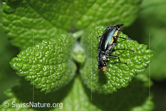 Foto: Clanoptilus elegans (Zipfelkäfer). Länge 5 - 6mm. Ansicht von der Seite.