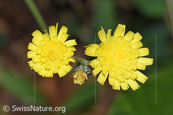 Geöhrtes Habichtskraut (Hieracium lactucella)