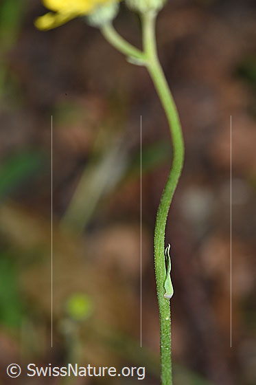Foto: Geöhrtes Habichtskraut (Hieracium lactucella). Stängel und Stängelblatt.