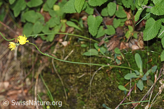 Photo: Hieracium lactucella. Whole plant (habiti).