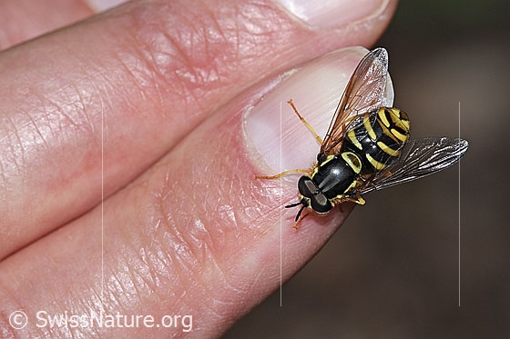 Chrysotoxum cautum