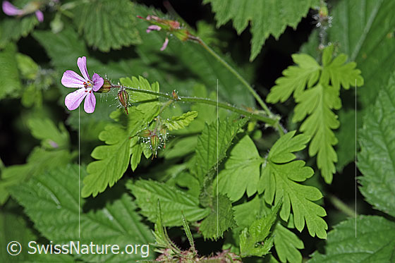 Foto: Ruprechtskraut (Geranium robertianum). Ganze Pflanze (Habitus).
