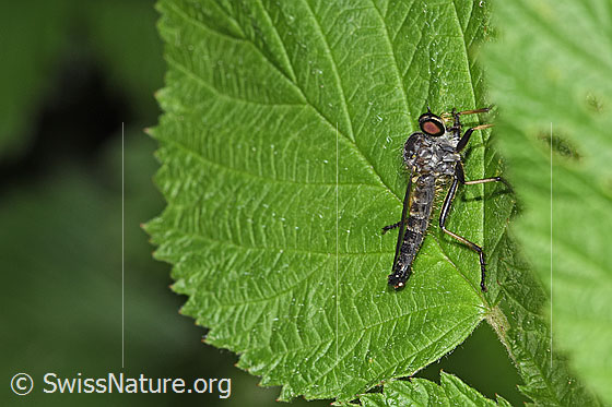 Neoitamus socius
