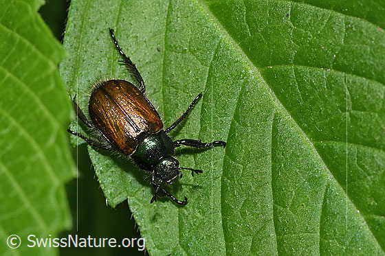 Photo: Phyllopertha horticola. View from above.