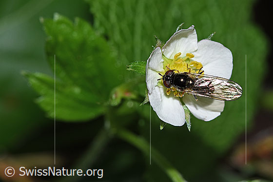Platycheirus albimanus on Fragaria vesca