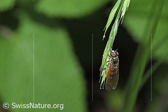 Photo: Melanostoma scalare. Length 8 - 10mm. Female. View from diagonally above.
