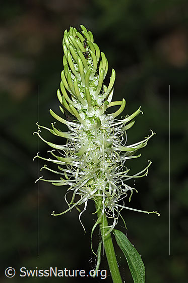Foto: Ährige Rapunzel (Phyteuma spicatum). Blüte.