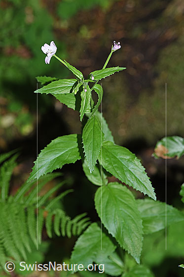 Foto: Berg-Weidenröschen (Epilobium montanum). Ganze Pflanze (Habitus).