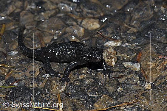 Foto: Alpensalamander (Salamandra atra). Ansicht von seitlich vorne.