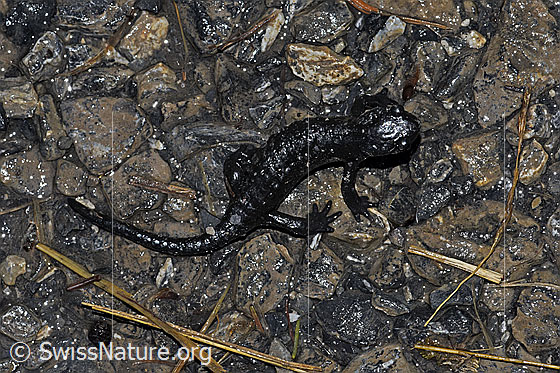Foto: Alpensalamander (Salamandra atra). Ansicht von oben.