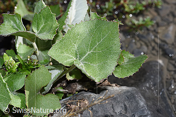 Foto: Huflattich (Tussilago farfara). Blätter.