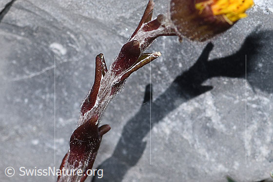 Foto: Huflattich (Tussilago farfara). Stängel.