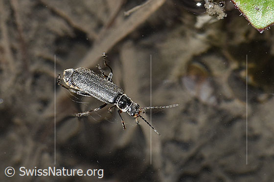 Cantharis pagana (Weichkäfer)