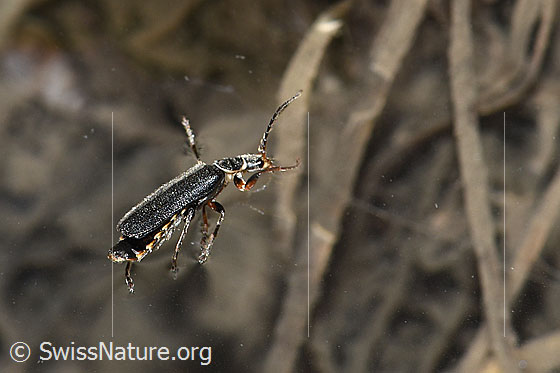 Photo: Probably Cantharis pagana. Length 6 - 8.5 mm. View from the side.