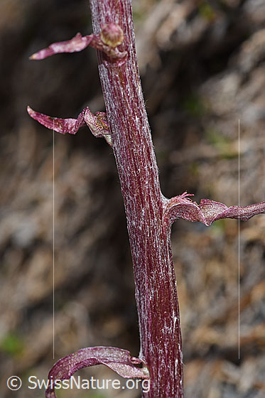 Foto: Alpen-Pestwurz (Petasites paradoxus). Stängel und Stängel-Blätter.