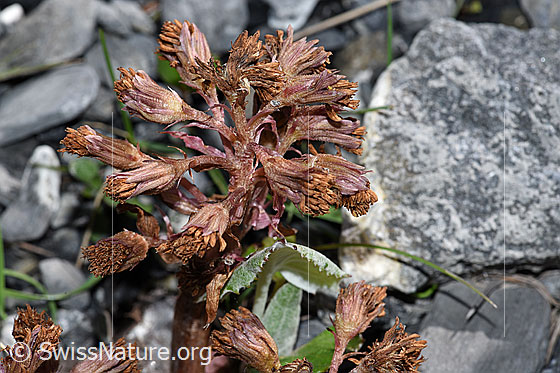 Foto: Alpen-Pestwurz (Petasites paradoxus). Verblühte Blüten und Blatt.