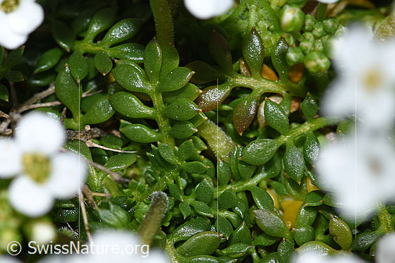 Foto: Alpen-Gämskresse (Pritzelago alpina). Blätter.