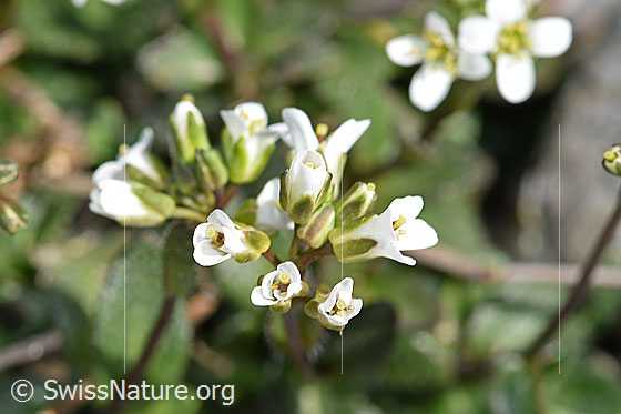 Photo: Arabis alpina. Blossoms.