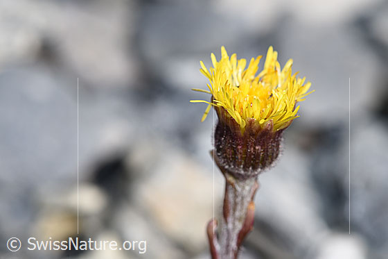 Foto: Huflattich (Tussilago farfara). Blüte, Hüllblätter und Stängel. Ansicht von der Seite.