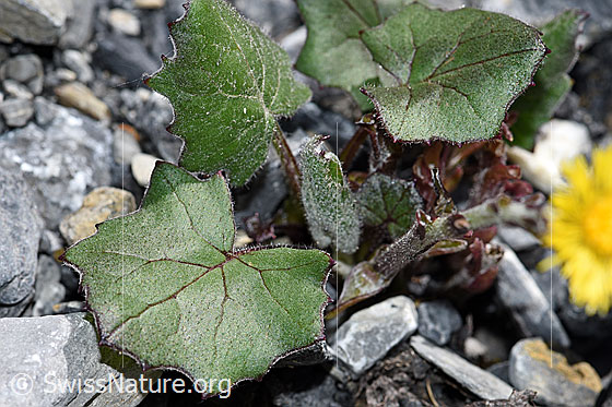 Foto: Huflattich (Tussilago farfara). Blätter und Stängel.