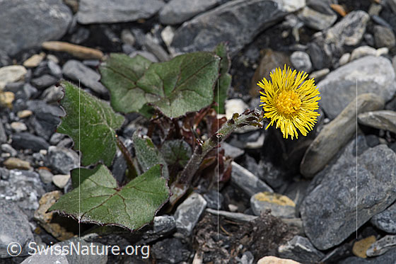 Photo: Tussilago farfara. Whole plant (habiti).