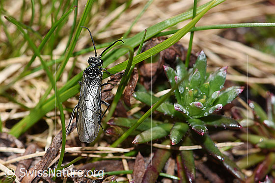 Photo: Dolerus nitens. Length 9 - 10mm. View from above.