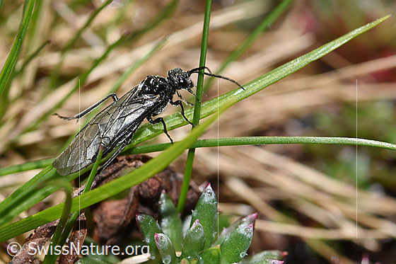 Photo: Dolerus nitens. Length 9 - 10mm. View from the side.