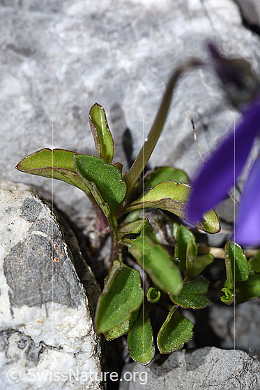 Photo: Viola calcarata. Leaves and stem.