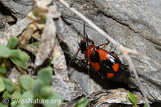 Lebia cruxminor