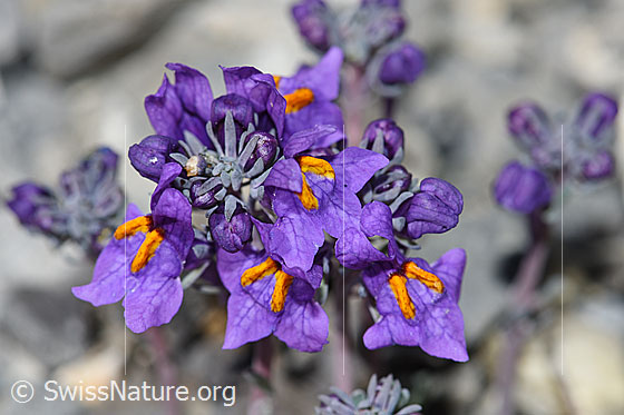 Foto: Alpen-Leinkraut (Linaria alpina). Blüten.