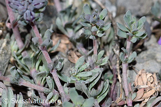 Photo: Linaria alpina. Leaves and stem.
