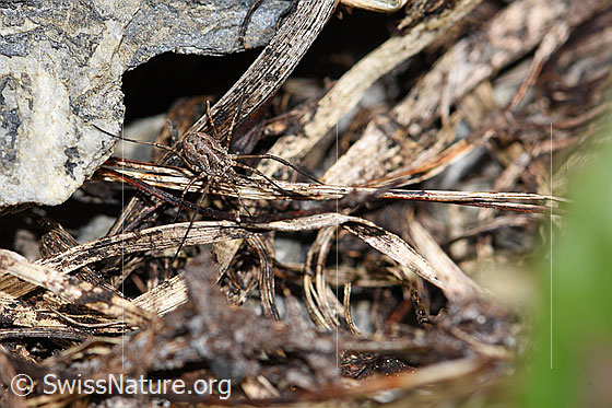 Photo: Probably Mitopus morio. Body length: male 4.5 - 6.5mm, female 7 - 9mm. View from top front.
