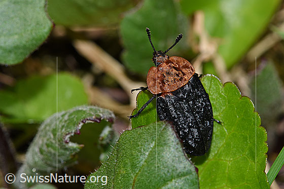 Photo: Oiceoptoma thoracicum. Length 11 - 16mm.