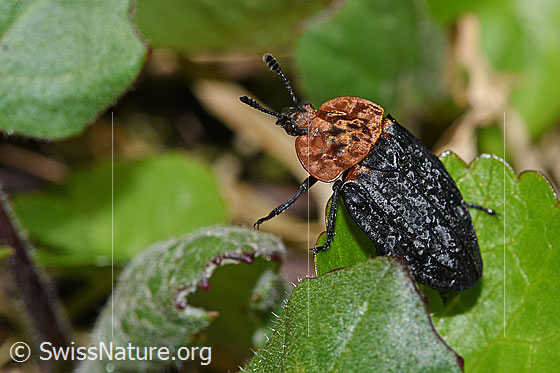 Rothalsige Silphe (Oiceoptoma thoracicum)