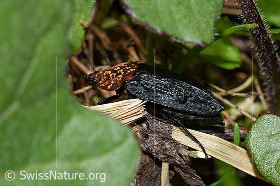 Photo: Oiceoptoma thoracicum. Length 11 - 16mm. View from the side.