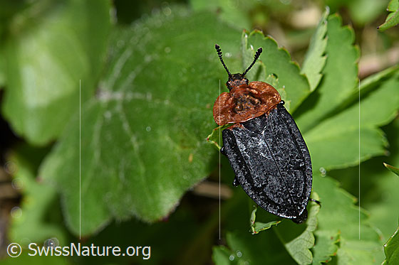 Photo: Oiceoptoma thoracicum. Length 11 - 16mm. View from above.
