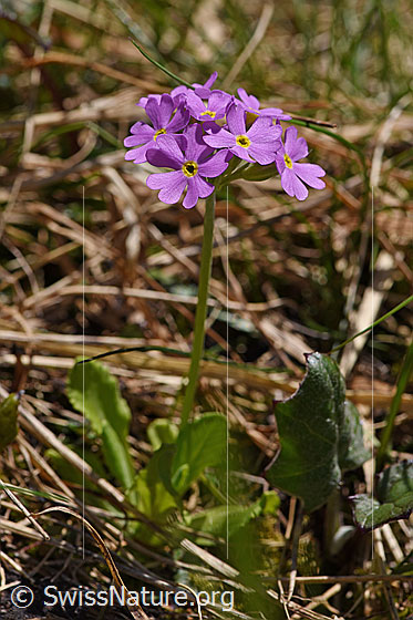 Photo: Primula farinosa. Whole plant (habiti).