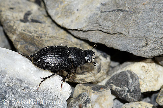 Grosser Dungkäfer (Aphodius fossor)