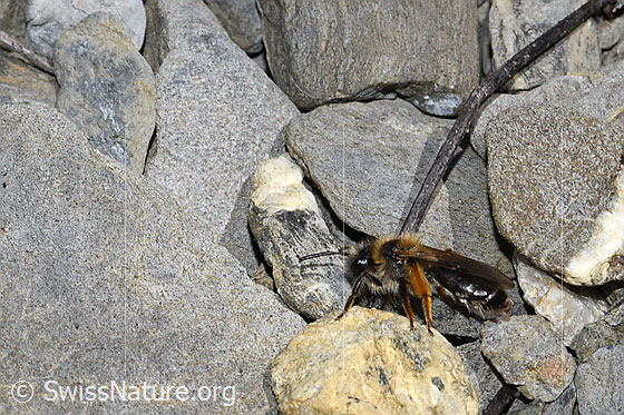 Photo: Probably Andrena tibialis. Length 13 - 15mm. Female. View from the side.