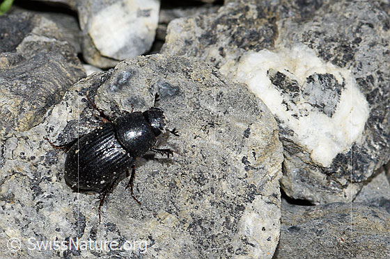 Photo: Aphodius fossor. Length 10 - 13mm. View from above.