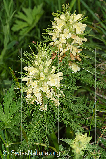 Foto: Blattreiches Läusekraut (Pedicularis foliosa). Ganze Pflanze (Habitus).