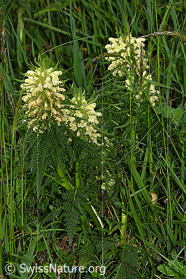 Foto: Blattreiches Läusekraut (Pedicularis foliosa). Ganze Pflanze.