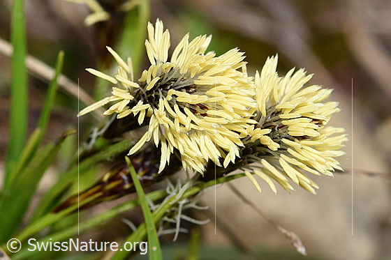 Photo: Probably Carex caryophyllea. Panicle.