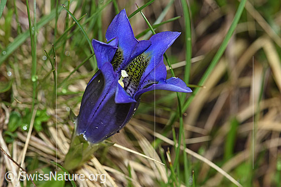 Photo: Gentiana acualis. Blossom and calyx.