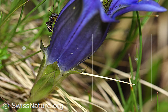 Photo: Gentiana acualis. Calyx teeth.
