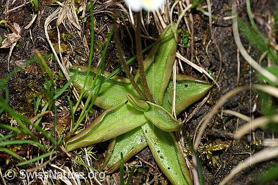 Foto: Alpen-Fettblatt (Pinguicula alpina). Blätter.