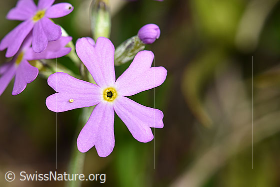 Foto: Mehl-Primel (Primula farinosa). Blüte. Auf einem der Blütenblätter kleben ein paar Eier.