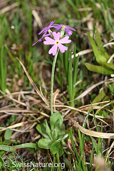 Foto: Mehl-Primel (Primula farinosa). Ganze Pflanze (Habitus).