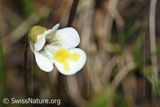 Foto: Alpen-Fettblatt (Pinguicula alpina). Blüte.
